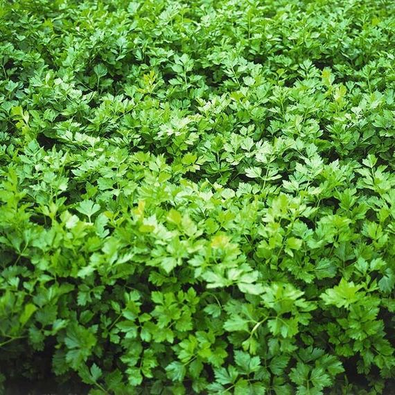 АФИНА семена сельдерея (Bejo | Alexagro)