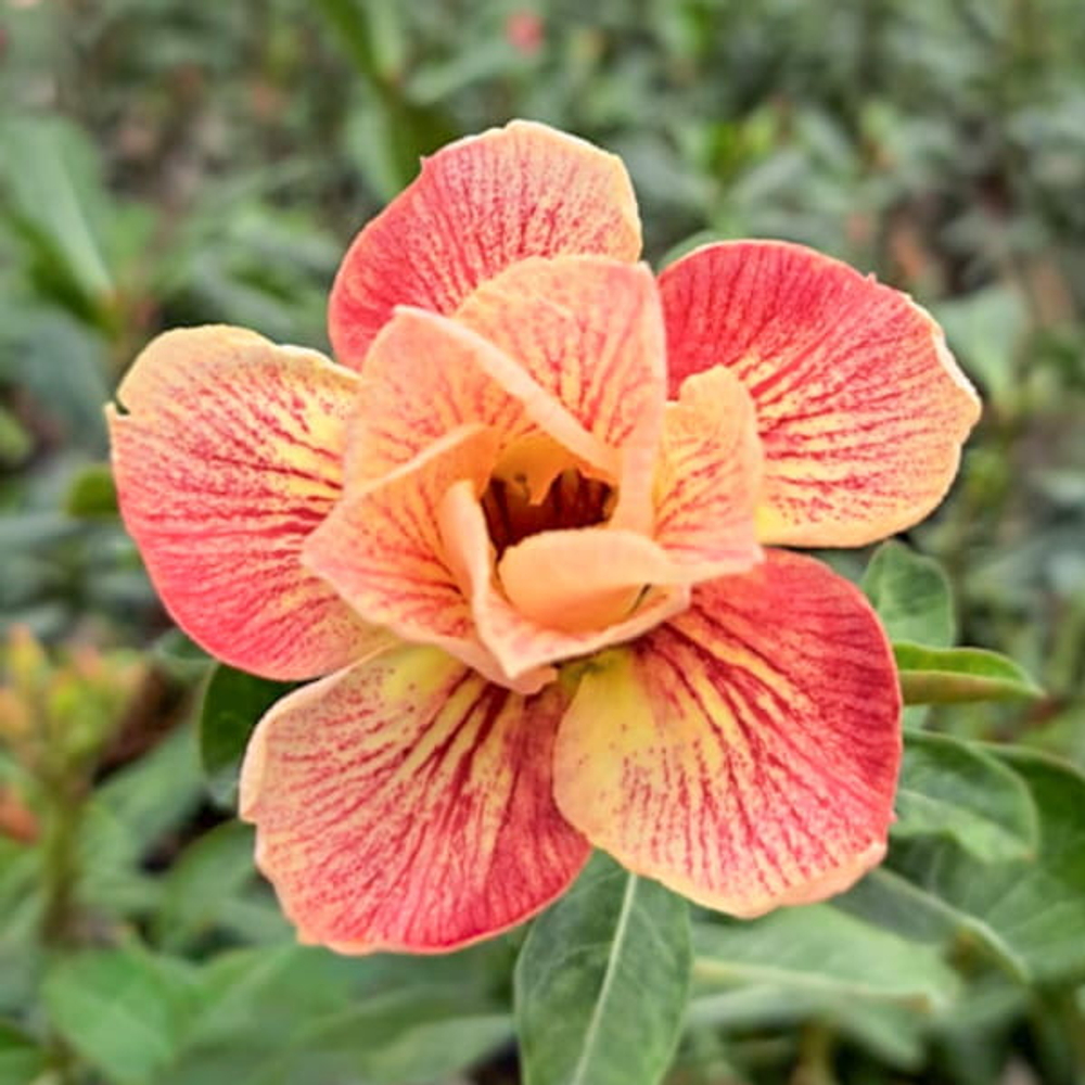 Адениум SRAGEN ASRI