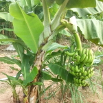 Банан Hom Khom (8)