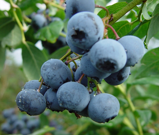 Голубика Либерти С1,5-2 Закупка М44 апрель 2026