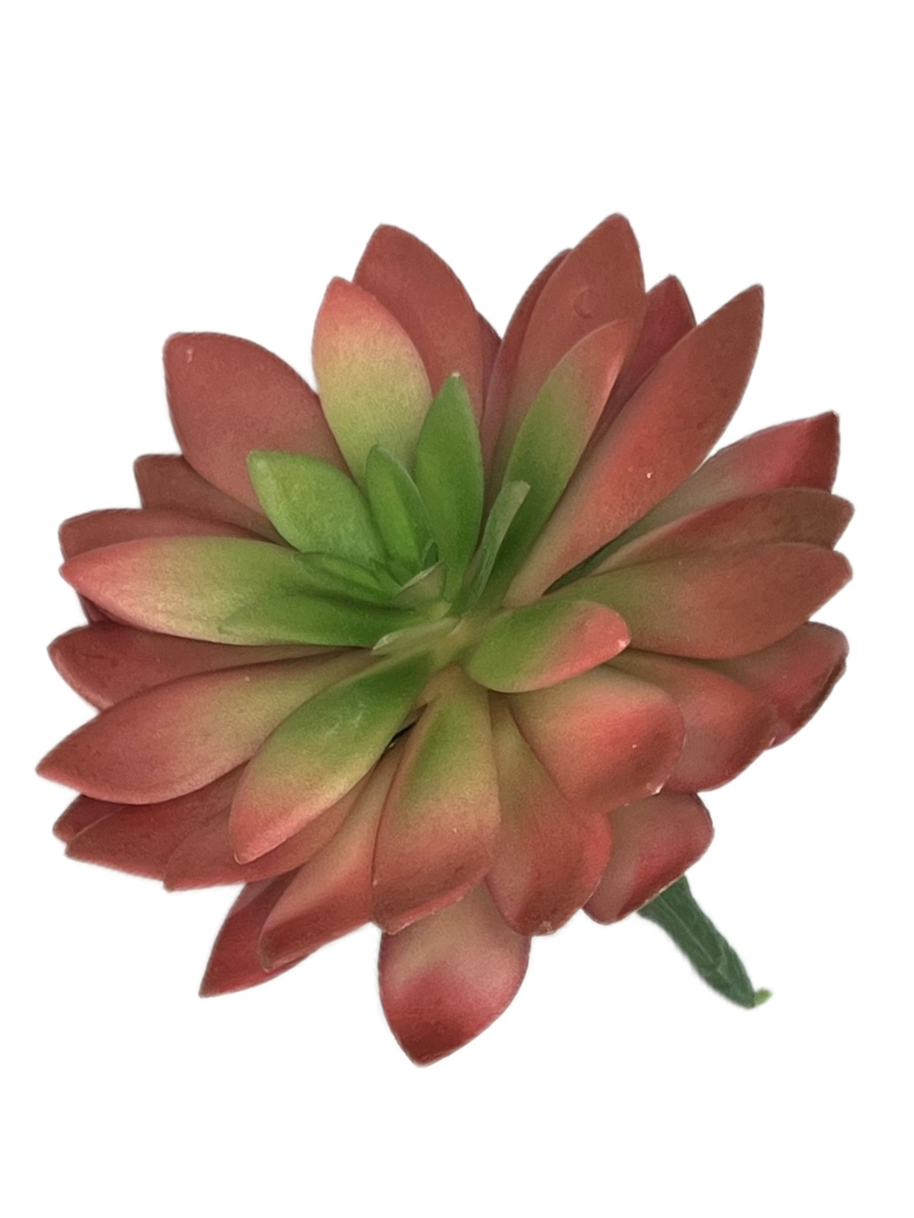 Суккулент 113 красный