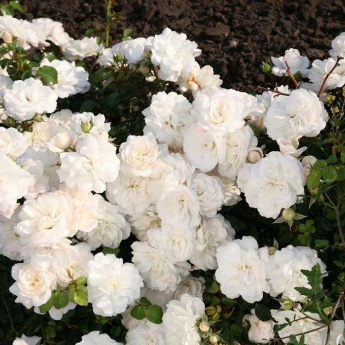 Роза миниатюрная Белая