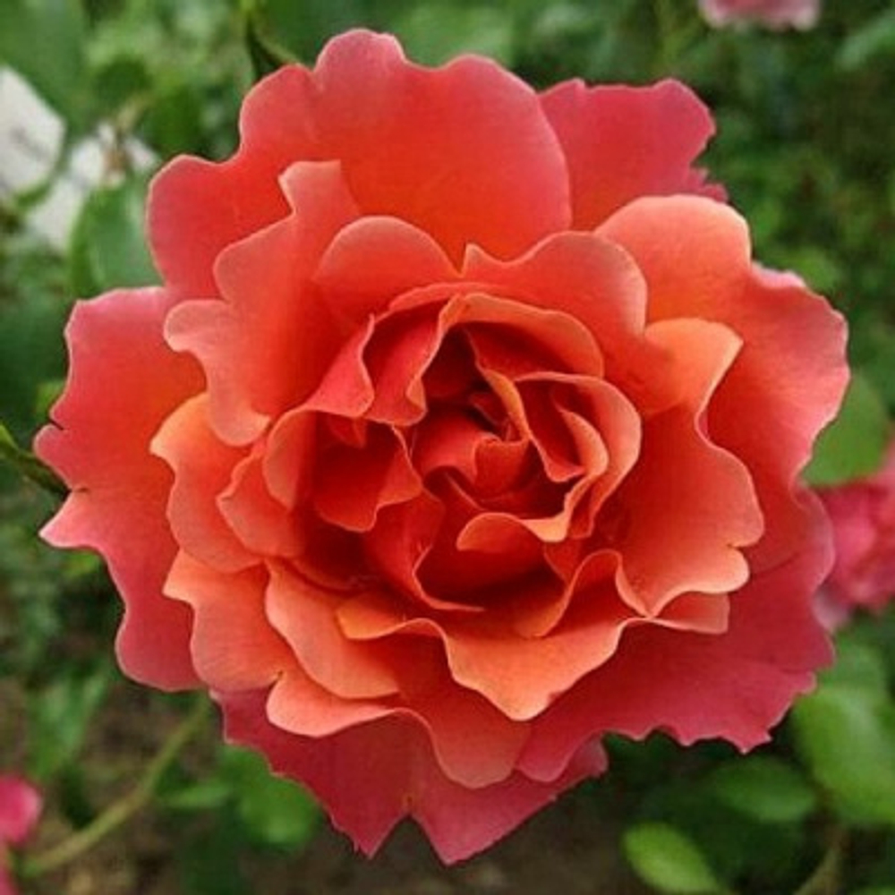 Роза флорибунда "Jean Cocteau"