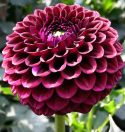 Георгина Дарк Спирит шаровидная