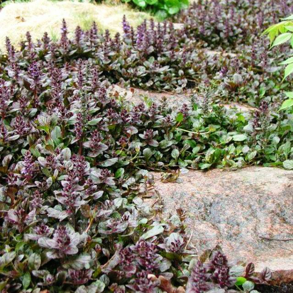 Живучка Metallica Crispa