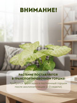 Сингониум Golden Child д.9