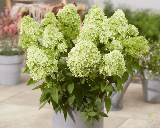 Гортензия метельчатая Гарденлайт Гринлайт (3/4 ветки) Закупка М59 апрель 2026