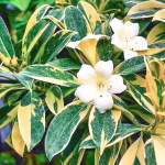 Фагрея цейлонская вар – Fagraea ceilanica var