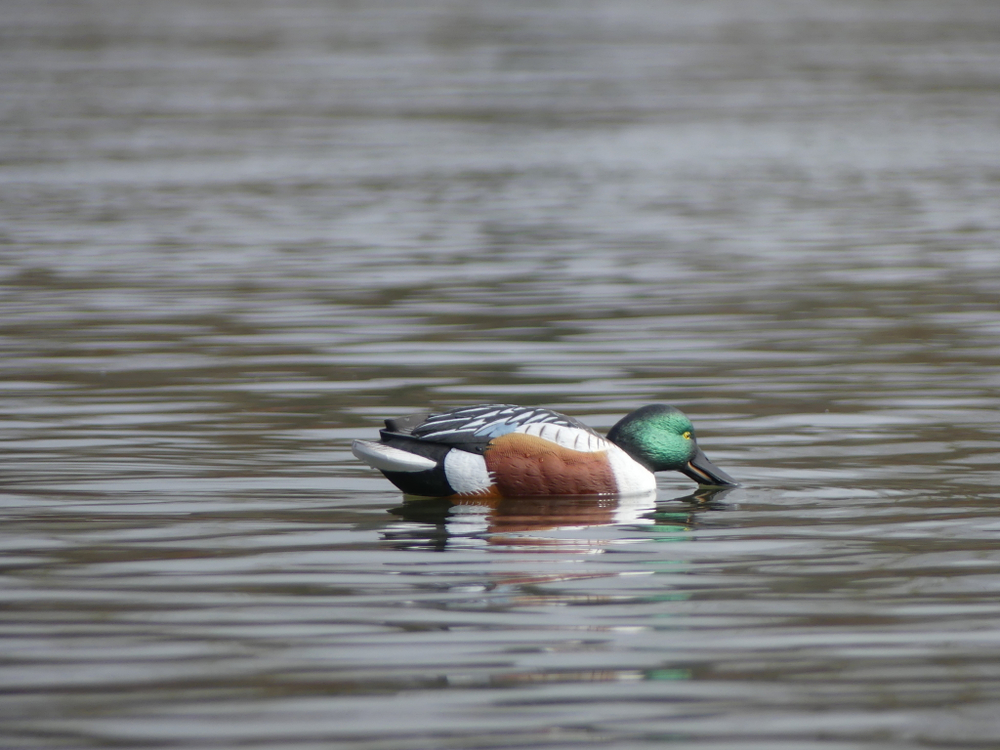 Широконос селезень FA 6 шт.