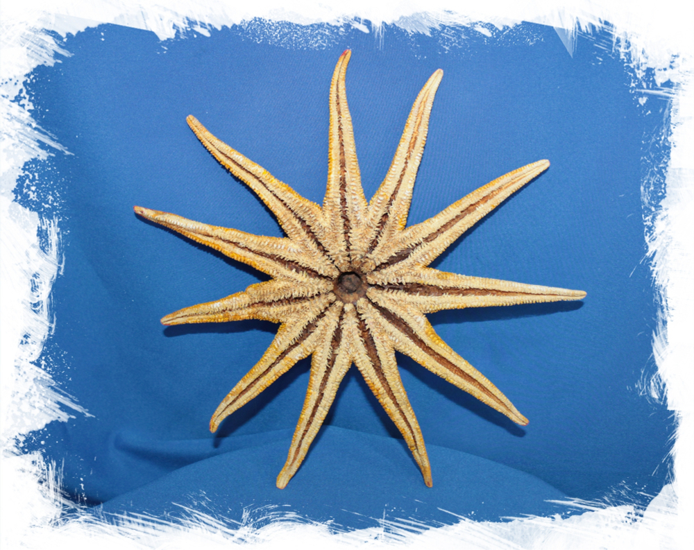 Солнечная морская звезда, 17-19см, 1шт