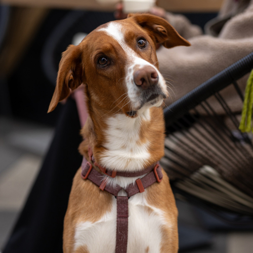 Ошейник COCOA NATURALS Zee.Dog