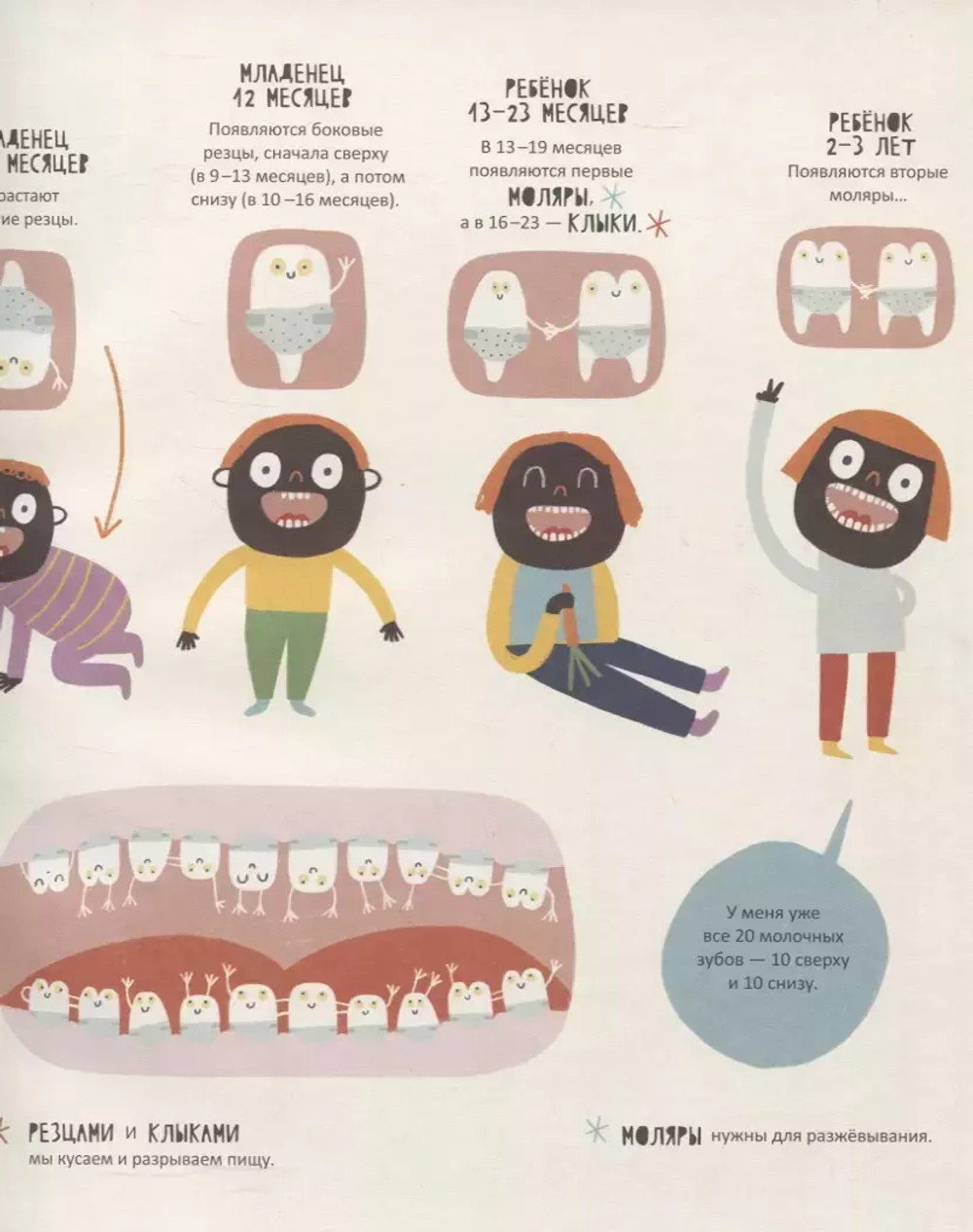 Тайная жизнь зубов