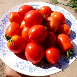 Помидоры Geranium Kiss