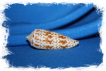 Конус аустралис (Conus australis)