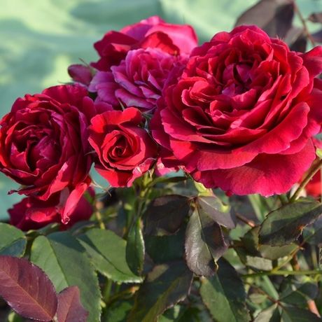 Дино Де Лаурентис (Dino De Laurentiis)