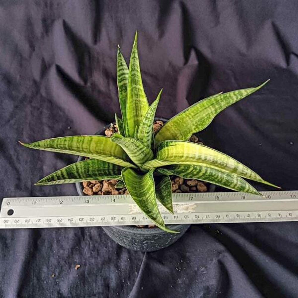 Сансевиерия CHAIYO VAR