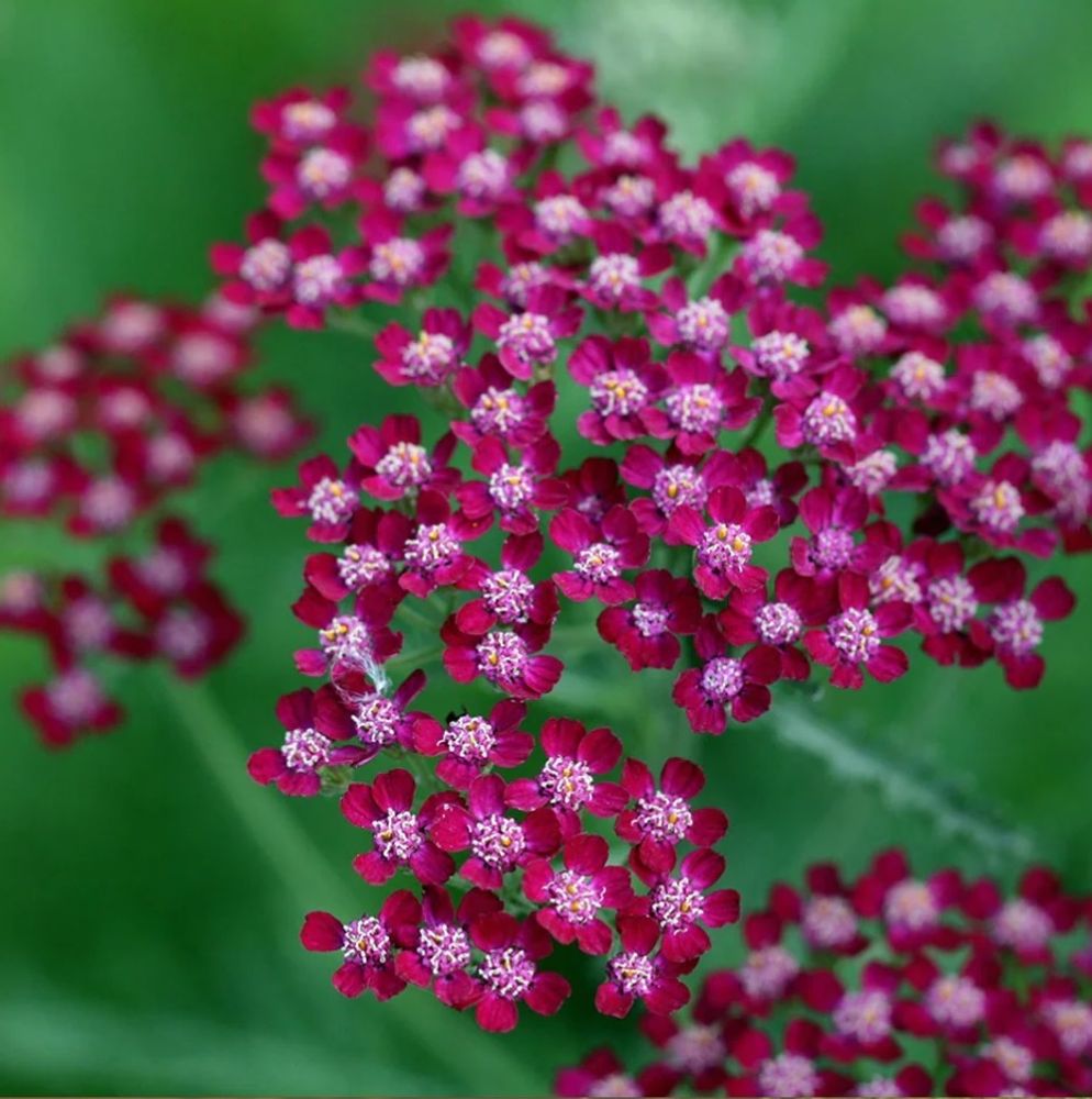 Тысячелистник обыкновенный &quot;Summer Wine&quot;.  Achillea millefolium &quot;Summer Wine&quot;.