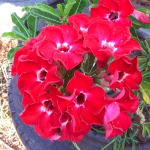Адениум RUBY RED