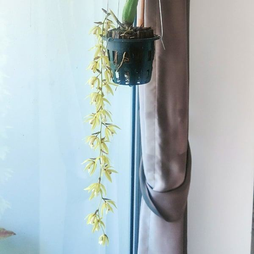 Орхидея целогина COELOGYNE ROCHUSSENII