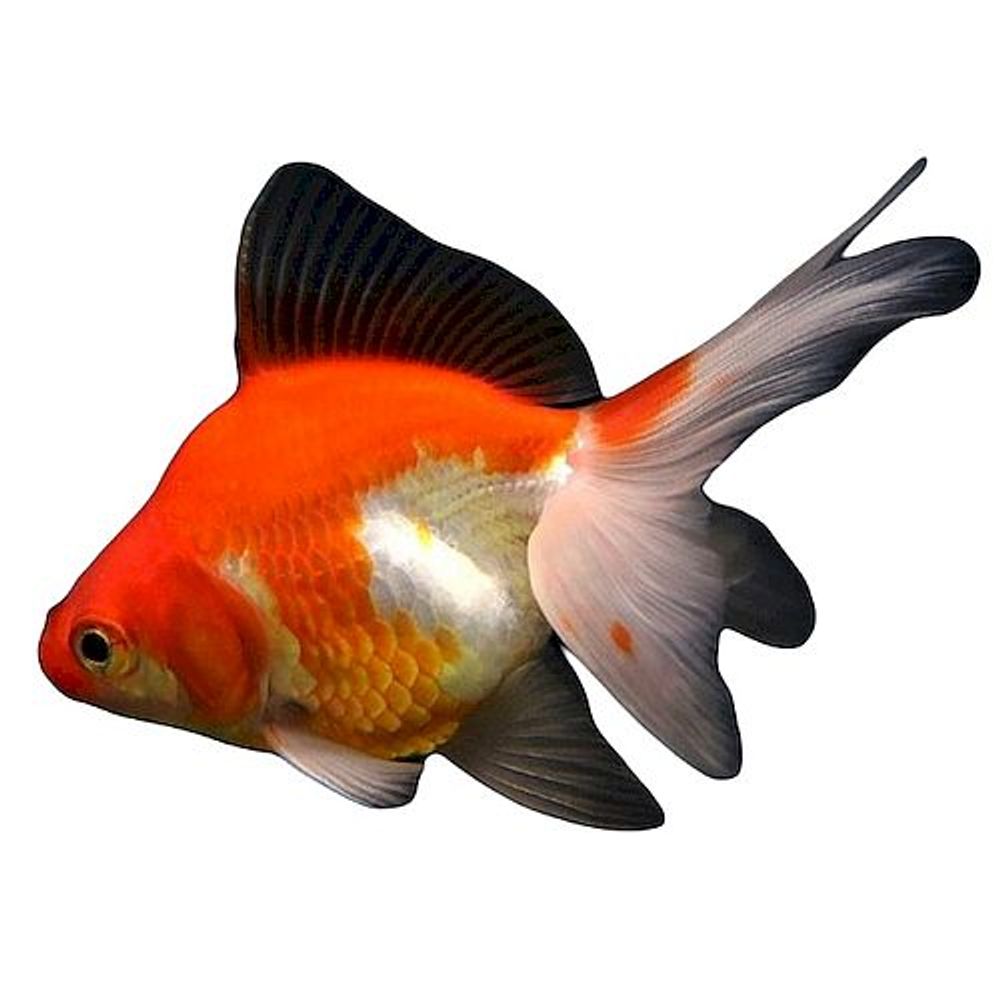 Риукин красно-белый, S (0041) Риукин красно-белый, S (0041)