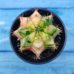 Gymnocalycium Variegata (Гимнокалициум Вариегатный)