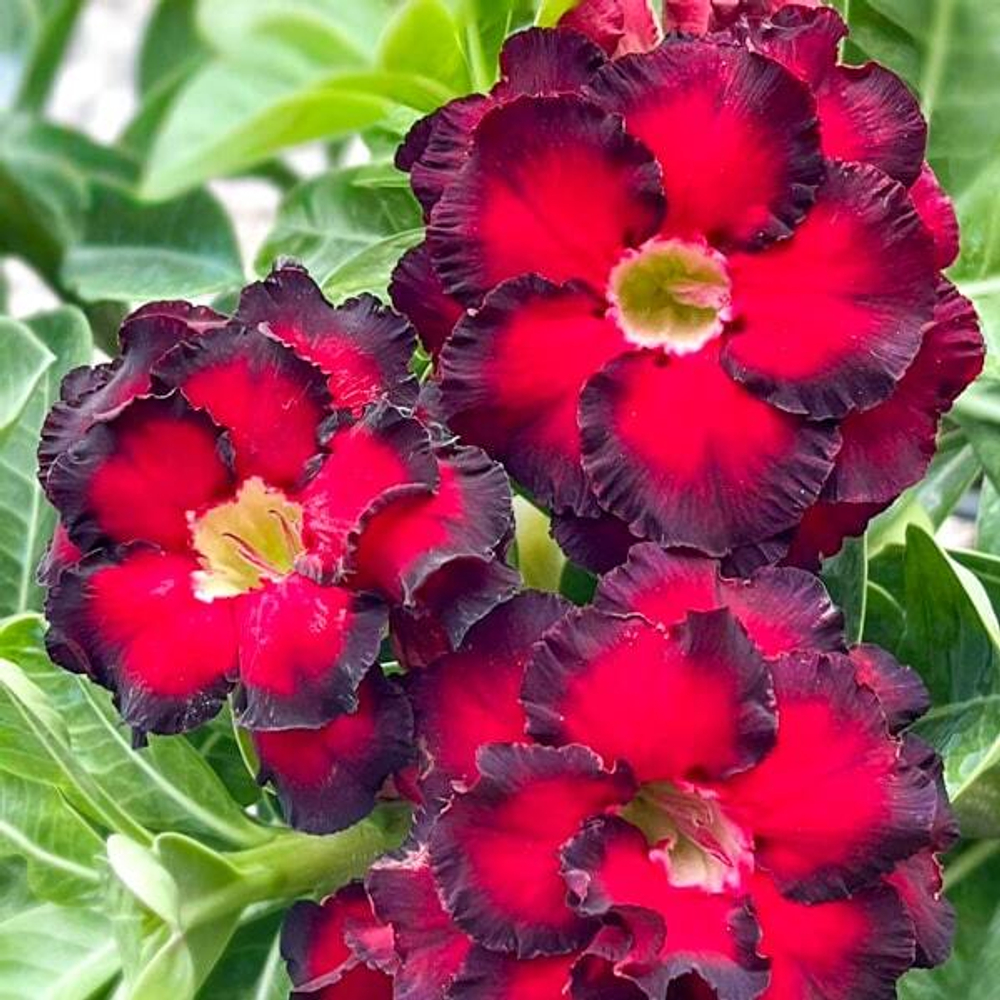 Адениум DAENG SOMBUN