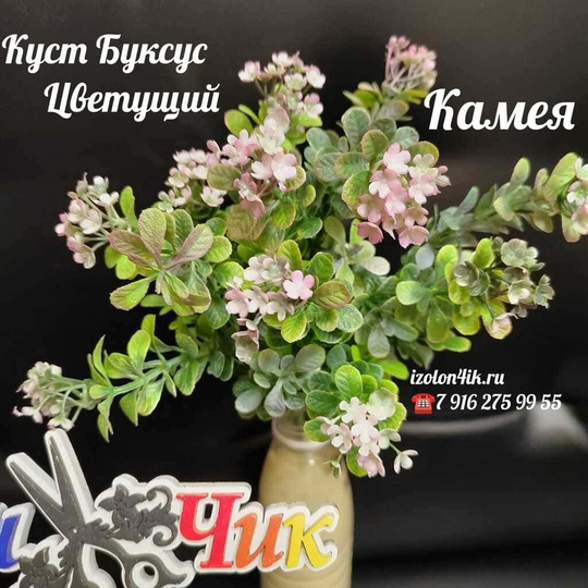 Куст БУКСУС цветущий (Камея)