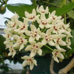 Хойя 33-AUSTRALIS SEEDLING 01