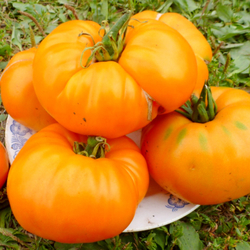 Помидоры КВХ - Kellogg's Breakfast Cross