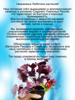 Гейхера Вайлдберри Дикая ягодка
