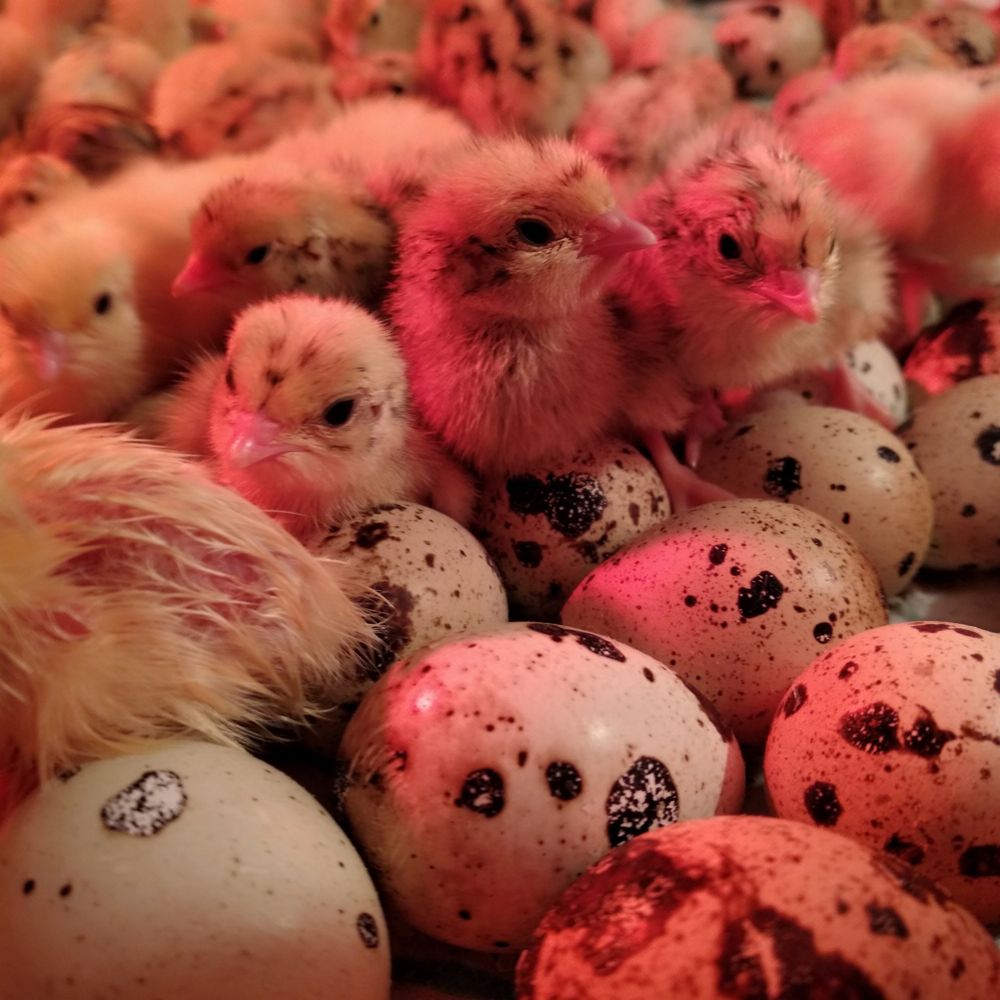 Инкубационные яйца перепелов Техасцы, шт.