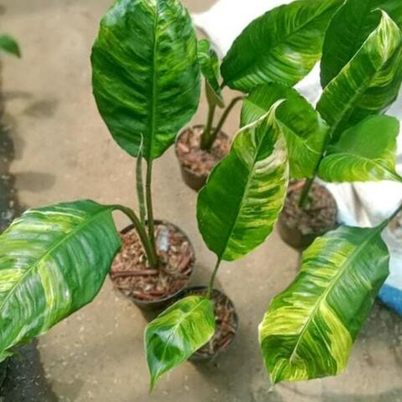 Спатифиллум LEMON