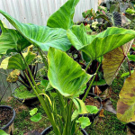 Колоказия GREEN UFO