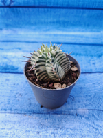 Euphorbia meloformis f. Variegated (Эуфорбия вариегатная)