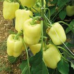 Перец кубовидный