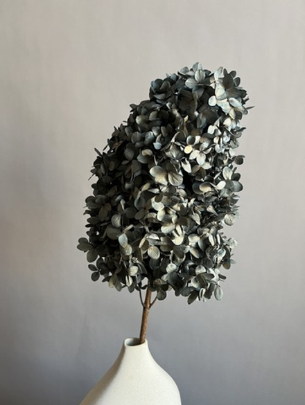 Гортензия стабилизированная черная крупнолистная