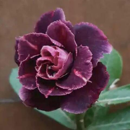 Адениум обесум 276 Chocolate