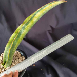 Сансевиерия DRACO VAR