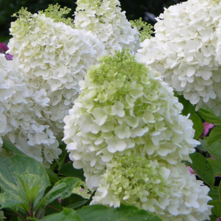 Гортензия метельчатая Полар Бир С5 40-60