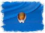 Ракушка Chestnut cowry, Каштановая каури