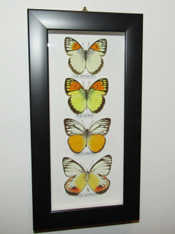 Бабочки Белянки в рамке