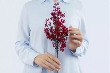 Илекс ветка малая