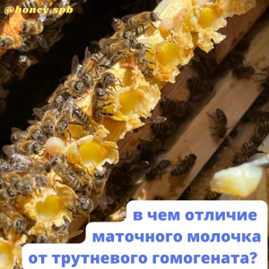 Отличие гомогената от маточного молочка