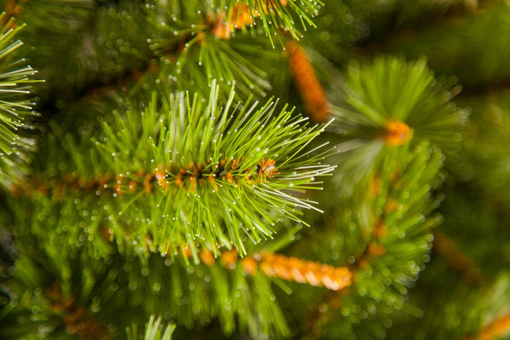 Сосна Сказочная 230см светло-зеленая Triumph Tree