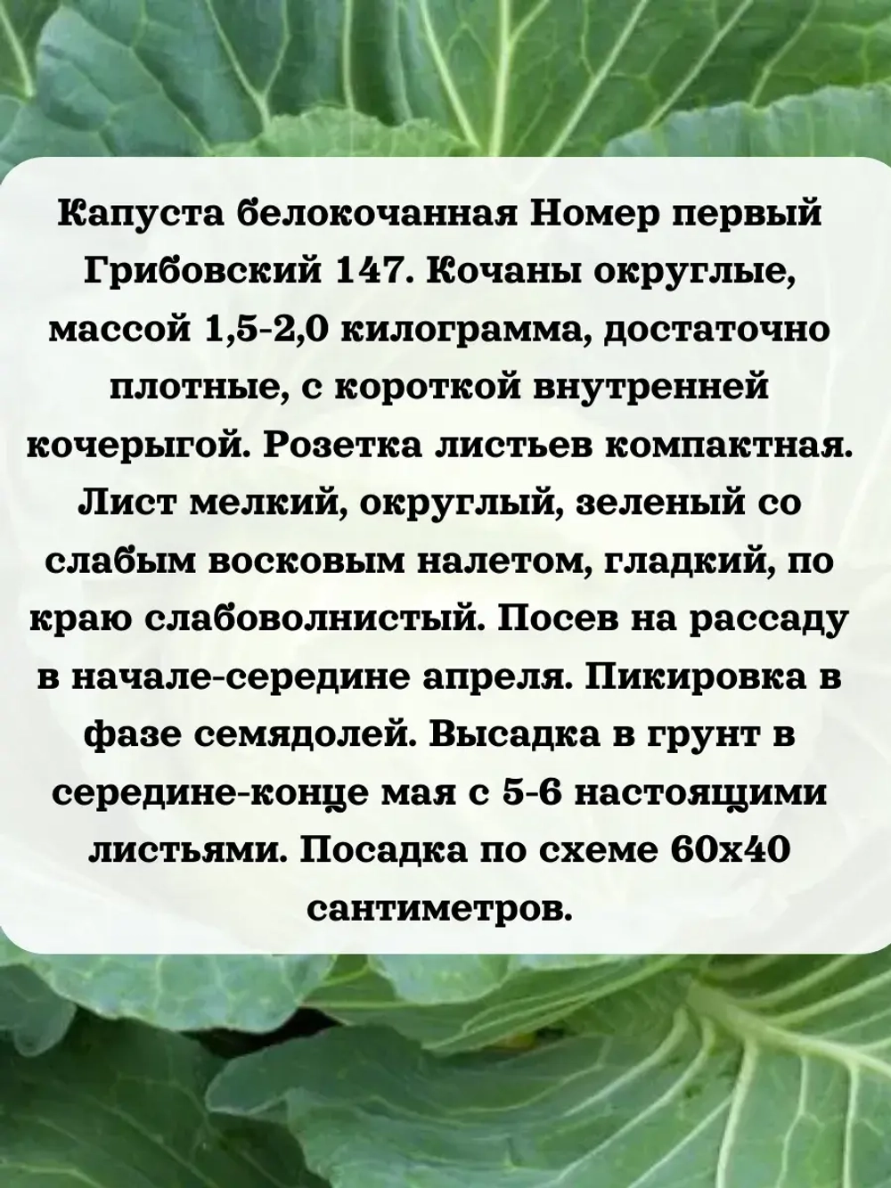 Семена капуста белокочанная Номер первый Грибовский 147 1 гр