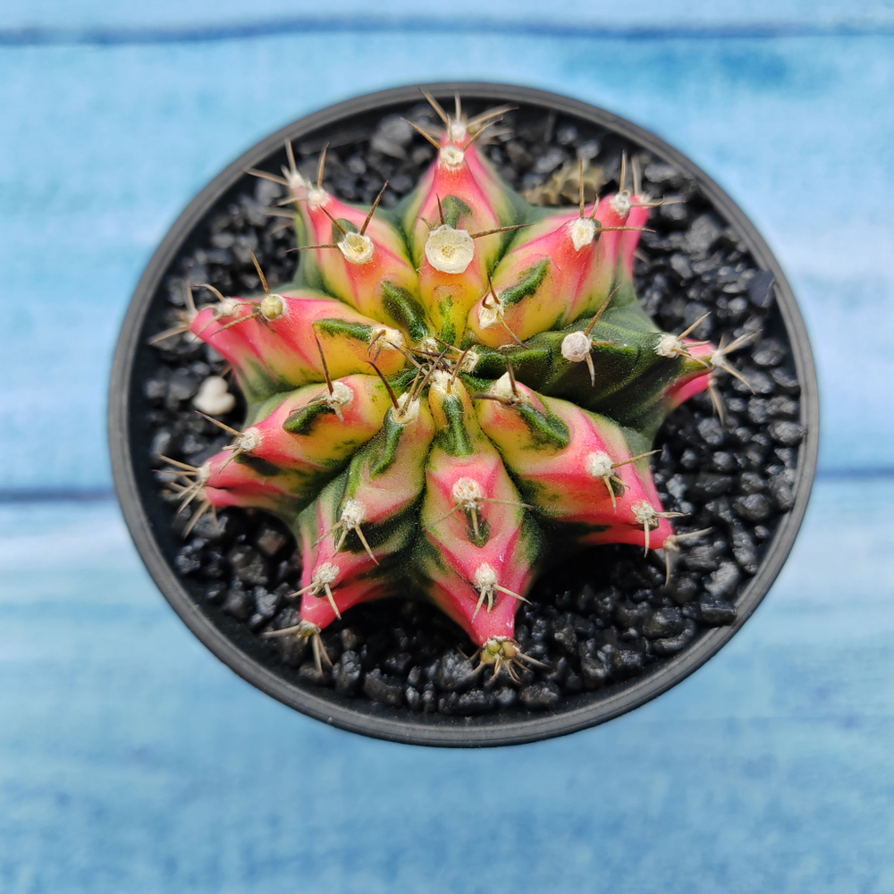 Gymnocalycium Variegata (Гимнокалициум Вариегатный)