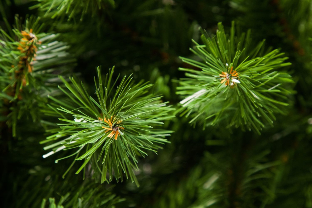 Сосна Санкт-Петербург 425см зеленая Triumph Tree