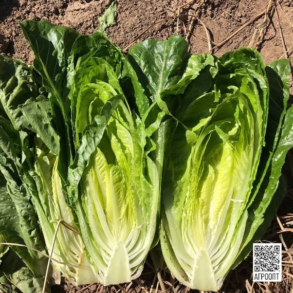 Квинтус семена салата ромэн (Rijk Zwaan / Райк Цваан) в поле – фото 10