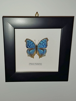 Бабочка Precis rhadama в рамке