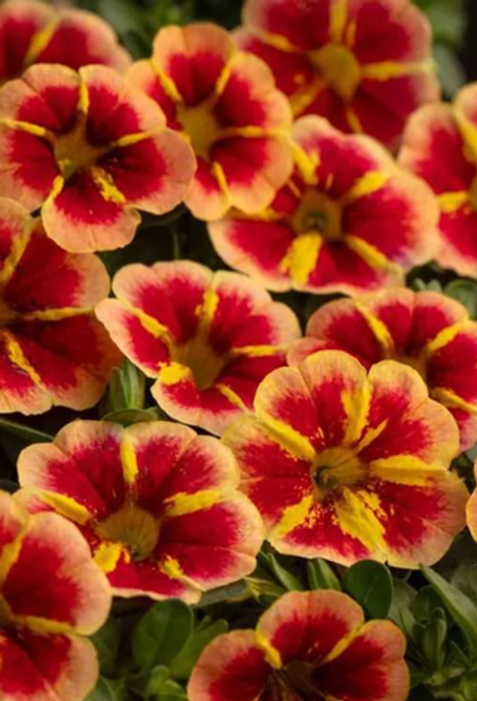 ЕВРО Калибрахоа Caliloco Starfire Orange укореннный черенок ОКС февраль 26 Kohen